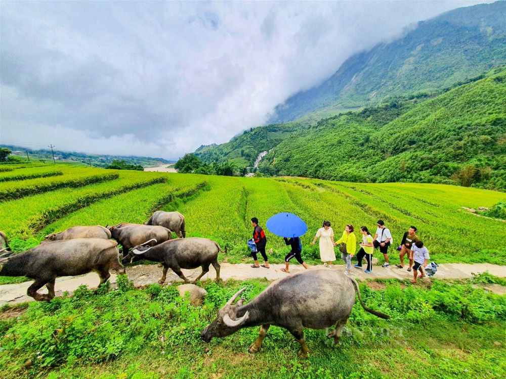 Du lịch nông nghiệp, nông thôn giải pháp trong phát triển kinh tế nông thôn
