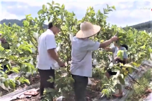Đào tạo nghề lao động nông thôn trong xây dựng nông thôn mới 1