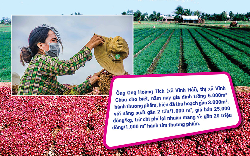 Vĩnh Châu phát triển kinh tế nông thôn mới với mô hình trồng hành tím 10