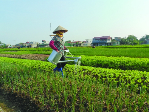 Hợp tác xã Việt Nam giai đoạn 2012-2016: Thực trạng và giải pháp