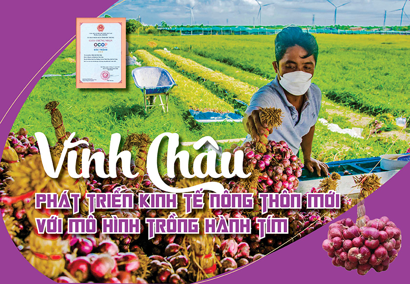Vĩnh Châu phát triển kinh tế nông thôn mới với mô hình trồng hành tím 8