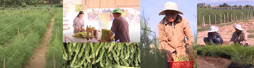 Mô hình cây măng tây xanh giúp đồng bào Chăm ở Ninh Thuận làm giàu 7