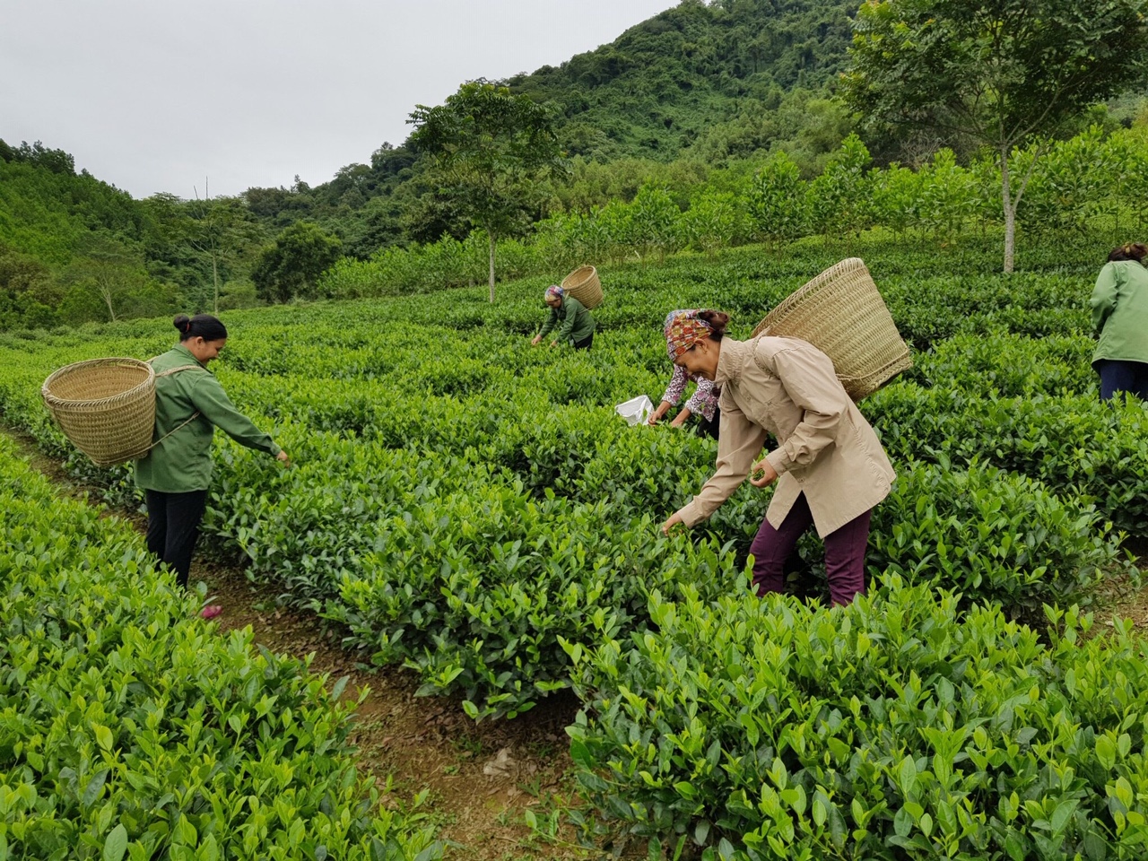 Bắc Kạn: Tập trung đẩy mạnh tái cơ cấu nông nghiệp 4