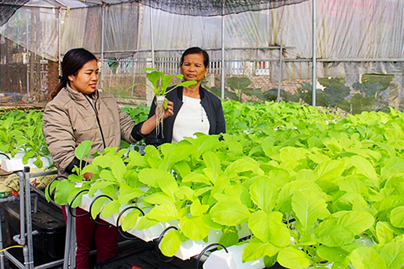 Sức bật mới từ ngành nông nghiệp Thái Nguyên 4