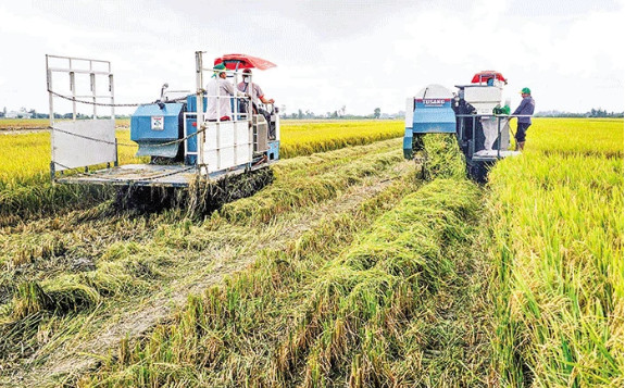 Kết quả bước đầu trong triển khai Đề án phát triển bền vững 1 triệu ha lúa chất lượng cao