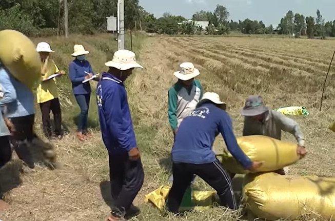 Đề án Phát triển bền vững một triệu héc-ta chuyên canh lúa chất lượng cao – xung lực mới cho xây dựng Nông thôn mới 2