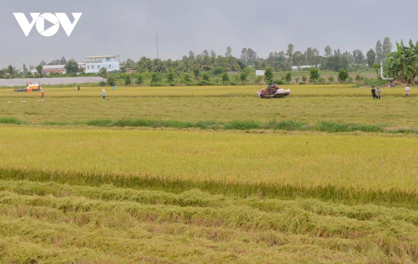 Xuất khẩu khởi sắc cơ hội để khẳng định thương hiệu gạo Việt Nam 2