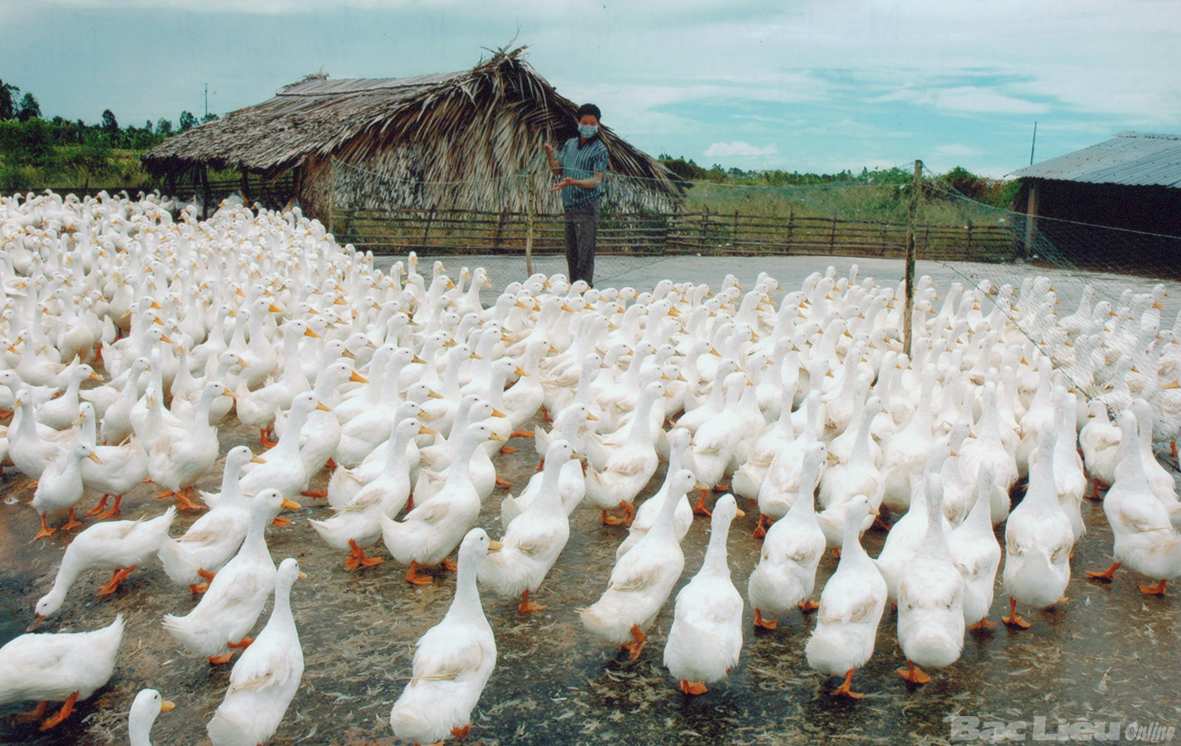 XÂY DỰNG CHUỐI GIÁ TRỊ ĐỂ PHÁT TRIỂN NGÀNH CHĂN NUÔI BỀN VỮNG