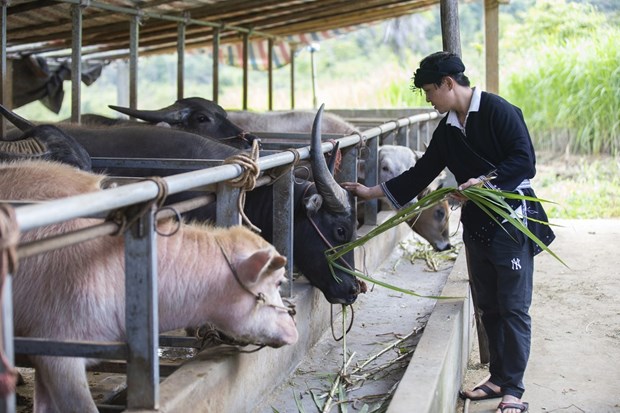 Hòa Bình: Tín dụng chính sách tạo 