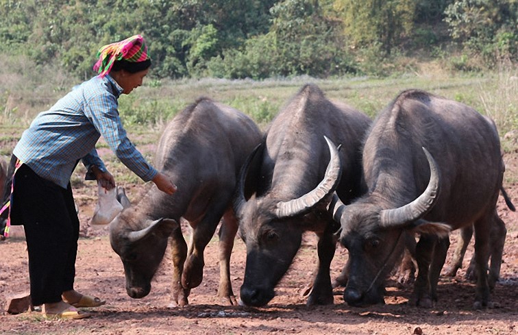 Hòa Bình: Thực hiện có hiệu quả chỉ thị 40 của Ban Bí thư Trung ương Đảng đối với tín dụng chính sách xã hội 3