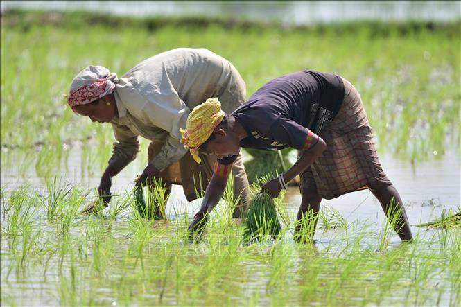 Các nền kinh tế mới nổi tiếp tục thúc đẩy sự phát triển thị trường nông nghiệp toàn cầu trong thập kỷ tới