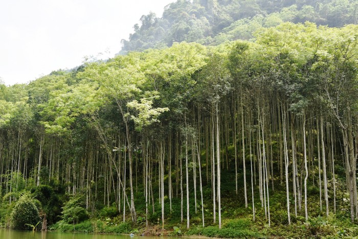 Huyện Chợ Mới ( Bắc Kạn): Những điểm sáng trong phát triển kinh tế xã hội 1