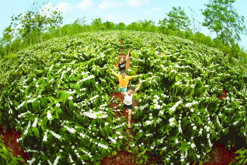 Tản mạn nơi xứ sở cà phê