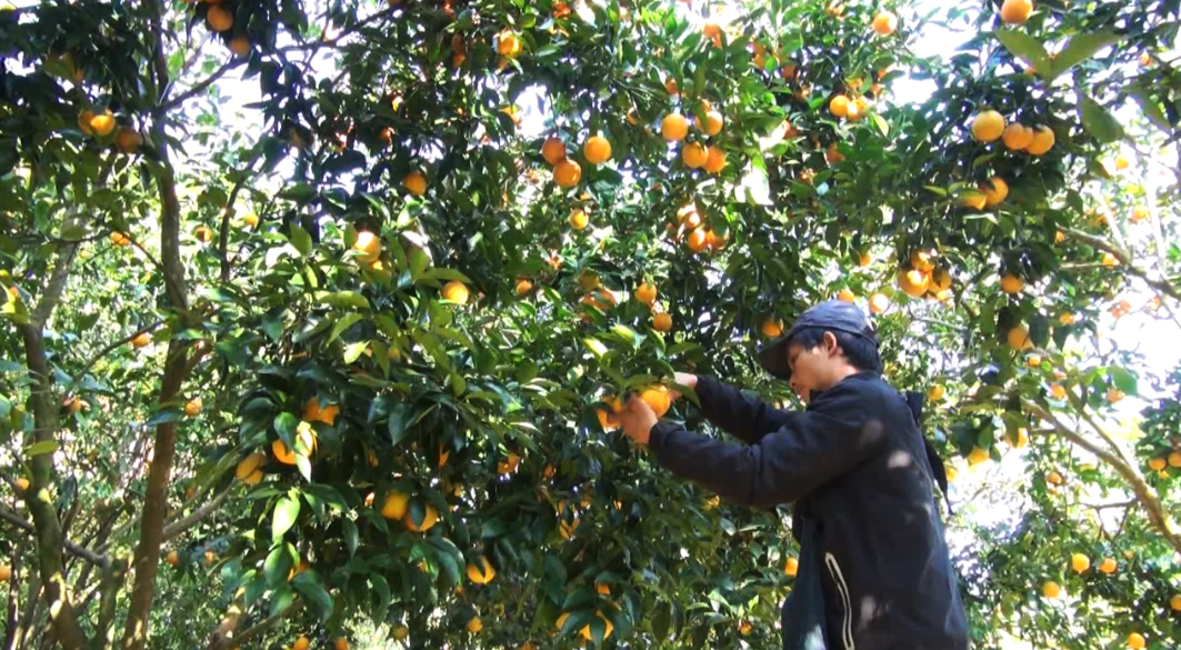 Nông nghiệp Cao Bằng: Tập trung phát triển nông nghiệp hữu cơ 1