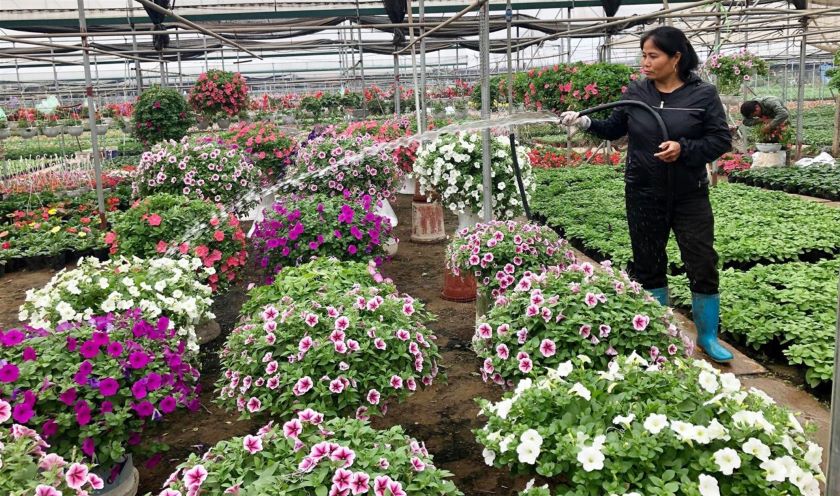 Hưng Yên: Quyết tâm hoàn thành vượt mục tiêu xây dựng nông thôn mới 3