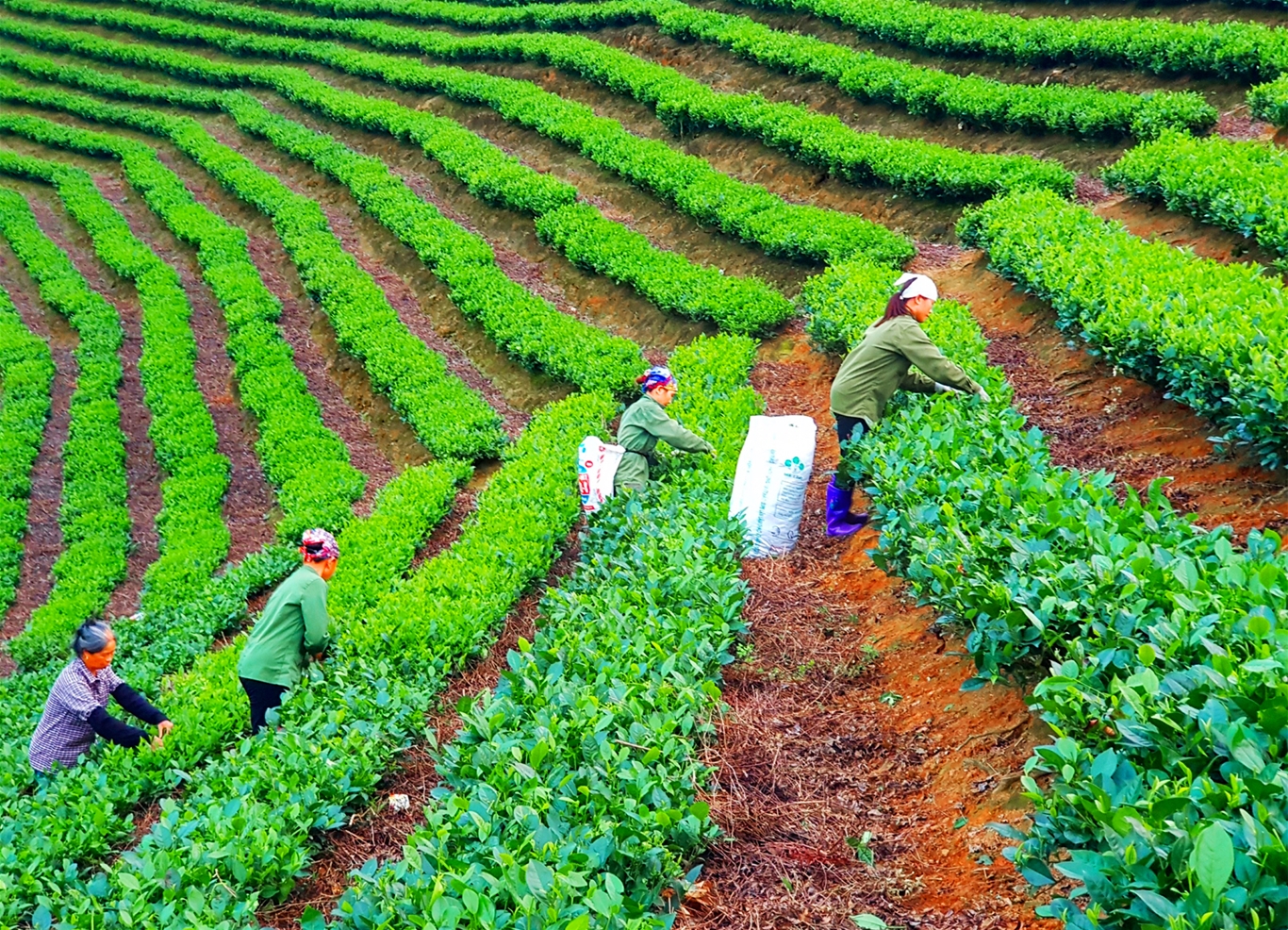 Bắc Kạn: Nâng cao hiệu quả các chương trình giảm nghèo 1