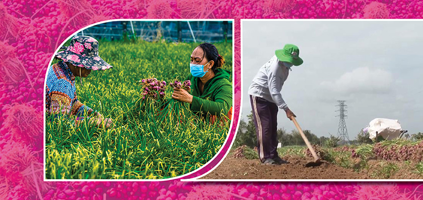 Vĩnh Châu phát triển kinh tế nông thôn mới với mô hình trồng hành tím 7