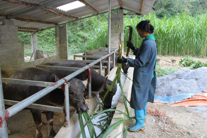 Cao Bằng: Phát triển nông nghiệp để phát triển kinh tế, nâng cao đời sống cho đồng bào dân tộc thiểu số 1