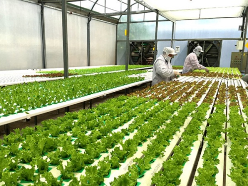 Hải Dương 'điểm sáng' về nông nghiệp ứng dụng công nghệ cao của miền Bắc 1
