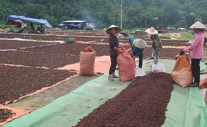 Huyện Văn Quan (Lạng Sơn): Khai thác tiềm năng thế mạnh để phát triển kinh tế xã hội và xây dựng nông  thôn mới 3