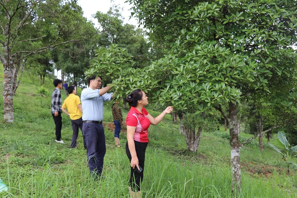 Trung tâm GDNN-GDTX huyện Bình Gia: Nâng cao hiệu quả hoạt động đào tạo nghề cho lao động nông thôn 5