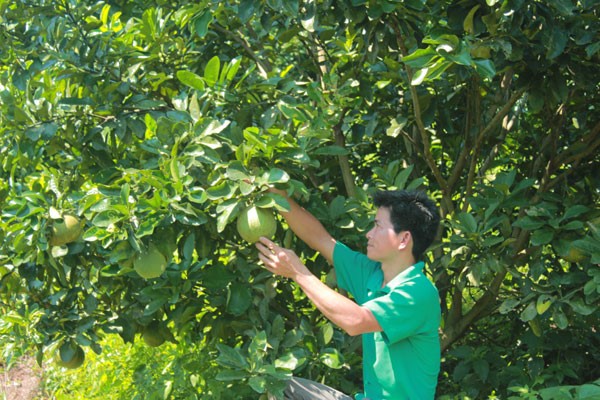 Hòa Bình: Thực hiện có hiệu quả chỉ thị 40 của Ban Bí thư Trung ương Đảng đối với tín dụng chính sách xã hội 2