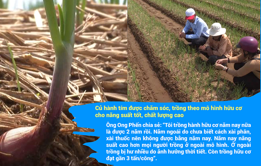 Vĩnh Châu phát triển kinh tế nông thôn mới với mô hình trồng hành tím 9