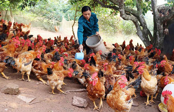 Yên Thế phát huy lợi thế để phát triển kinh tế - xã hội 2