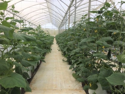Kon Tum thành lập Ban chỉ đạo  Tổng điều tra nông thôn, nông nghiệp năm 2025 1