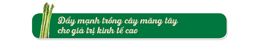 Mô hình cây măng tây xanh giúp đồng bào Chăm ở Ninh Thuận làm giàu 3